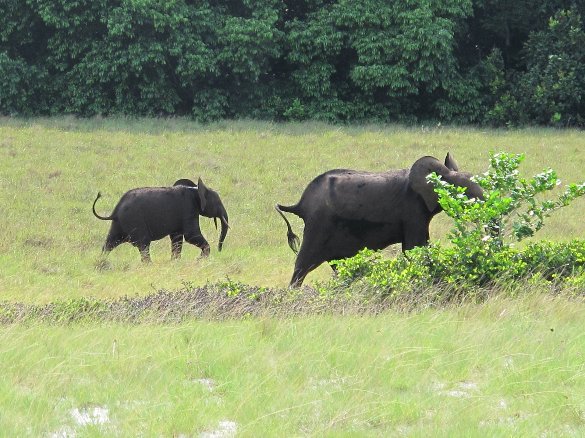 Éléphants de forêt dans une clairière du parc national de Loango